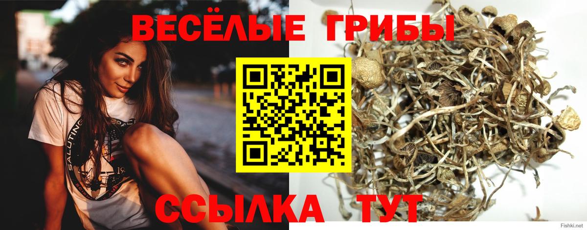 Псилоцибиновые грибы Psilocybine cubensis Березники